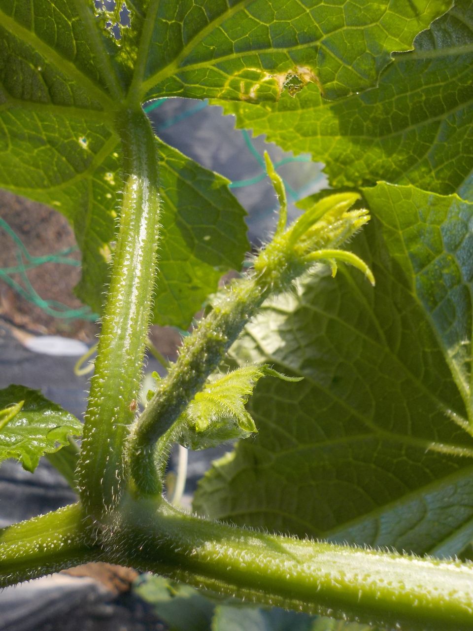 キュウリ誘引 キャベツ間引き 行き当たりばったりの百姓見習い