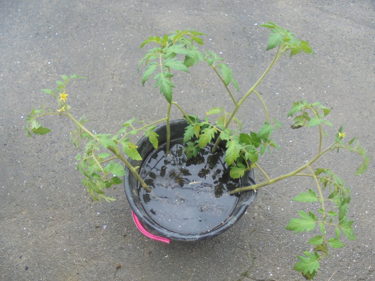 トマト フルティカ 根洗い 根切り 斜め植え 行き当たりばったりの百姓見習い トマト フルティカ 根洗い 根切り 斜め植え 行き当たりばったりの百姓見習い
