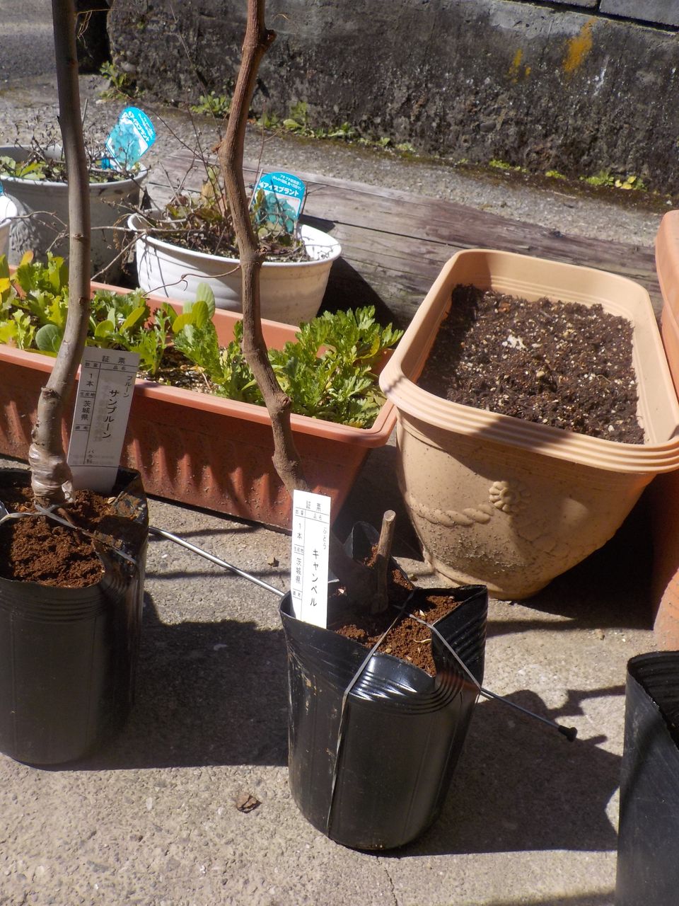 ブルーベリーとプルーンを鉢植え サラダほうれん草定植 行き当たりばったりの百姓見習い ブルーベリーとプルーンを鉢植え サラダほうれん草定植 行き当たりばったりの百姓見習い