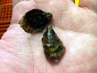 牡蠣百科|カキペディア|Kakipedia