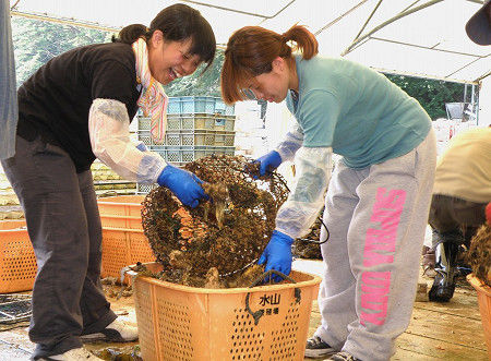 牡蠣は日本を救う｜オイスターマイスターになろう！日本オイスター協会