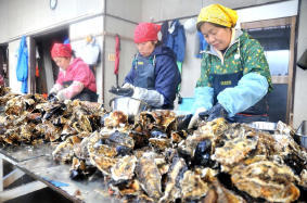 牡蠣百科｜カキペディア｜Kakipedia