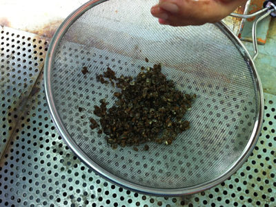 牡蠣百科|カキペディア|Kakipedia