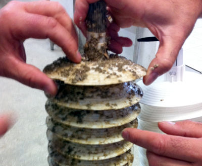 牡蠣百科|カキペディア|Kakipedia
