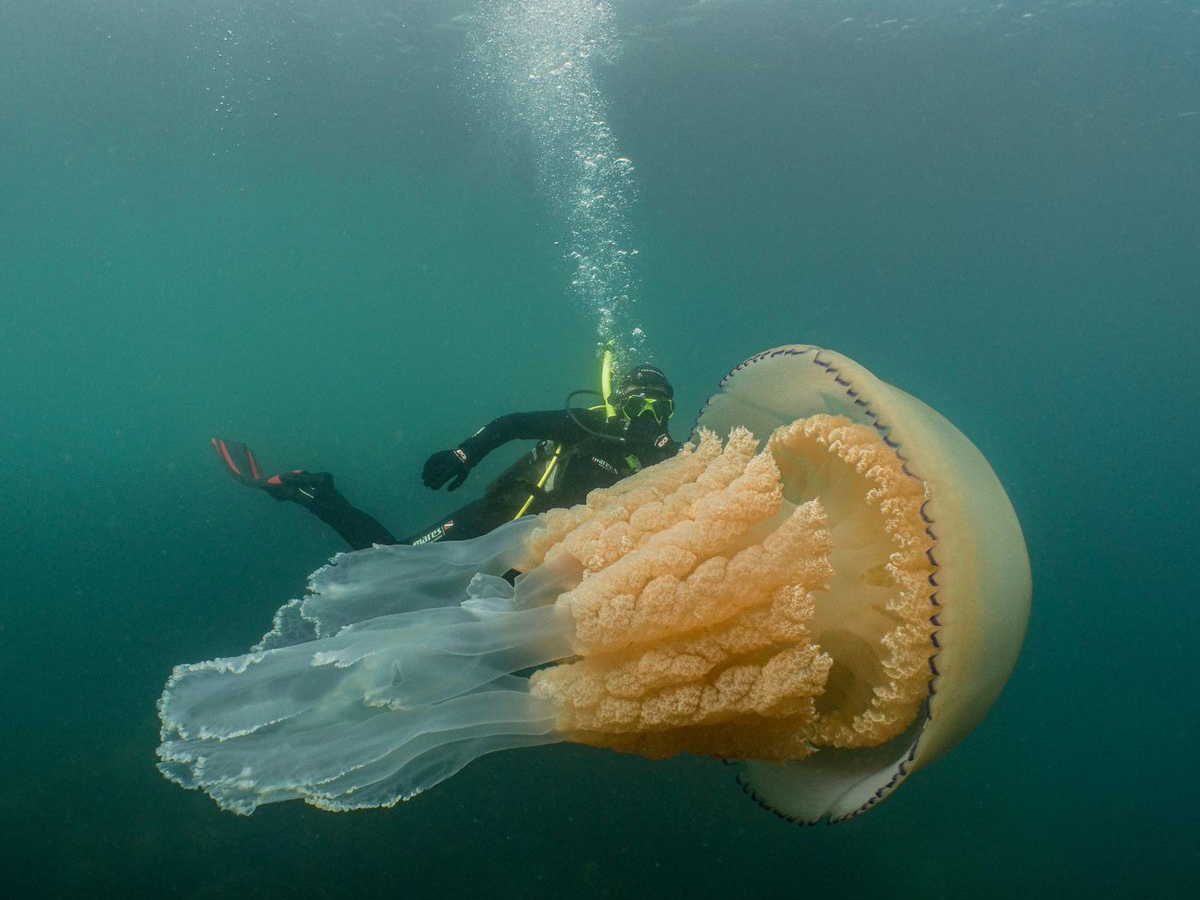 Picks 人類の次の地球の覇者はクラゲ 大量絶滅期にある海洋生物の中でクラゲは増殖中 写真で見るその生態 カキペディア 牡蠣百科 Powered By ライブドアブログ