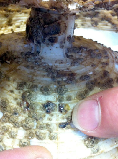 牡蠣百科|カキペディア|Kakipedia