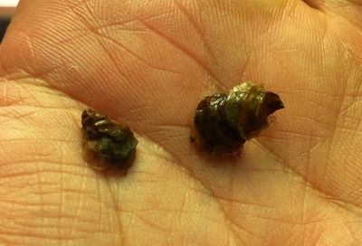 牡蠣百科|カキペディア|Kakipedia