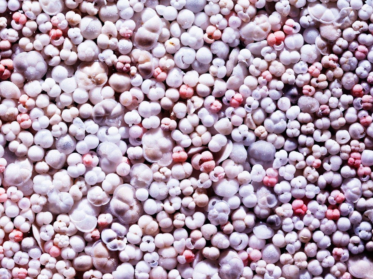 science_foraminifera