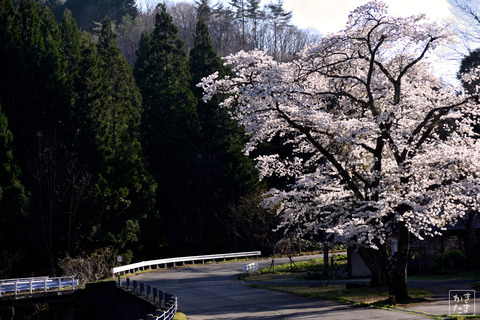 600_3267_芸北の桜-4