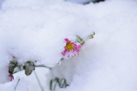 210101_081909雪の朝 4