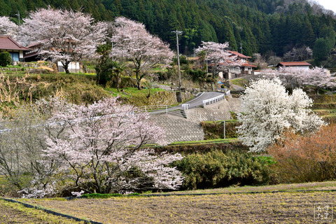 DSC_3309_里山の桜