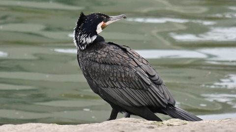 Z50_0646_01_1-protected-intensity-DEFAULT-V2