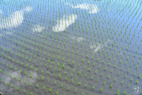 600_3534_20210522_043田と雲と空