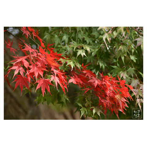 20211108朱と緑