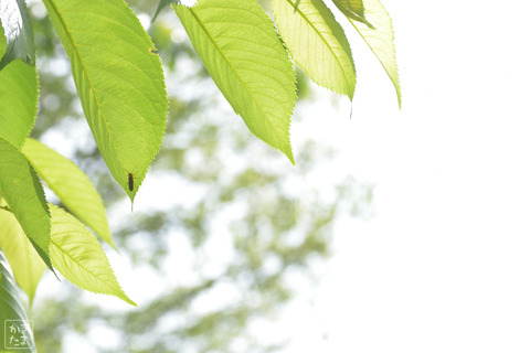 600_3379_20210505_009雨上がり2