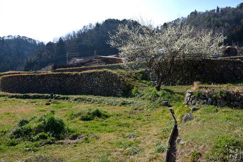 600_2529_梅の木の風景