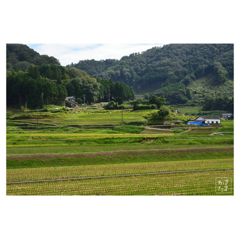 20210926秋の農村