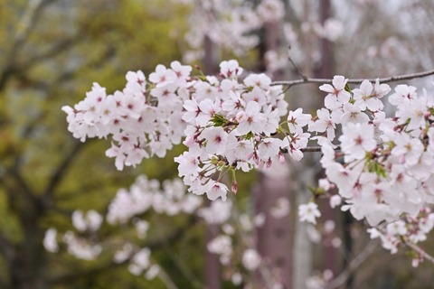 Z50_0638-protected-intensity-DEFAULT-V2