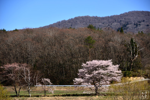 600_3202_芸北の桜-1
