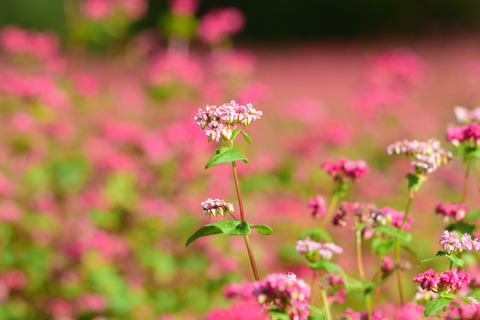 201005_145507赤そば180mm