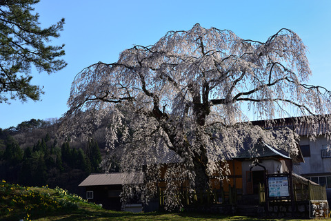 600_3218_芸北の桜-地久院のしだれ桜