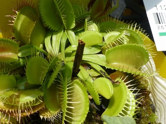 ロイヤルホームセンターの食虫植物 加古川写真散歩