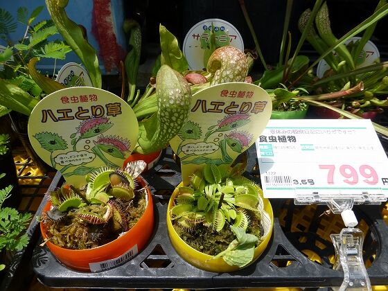 ロイヤルホームセンターの食虫植物 加古川写真散歩 ロイヤルホームセンターの食虫植物 加古川写真散歩