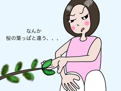 なんか、桜の葉っぱと違う、、、