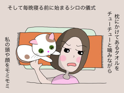 そして毎晩寝る前に始まるシロの儀式 枕にかけてあるタオルをチューチューと噛みながら私の頭や顔をモミモミ
