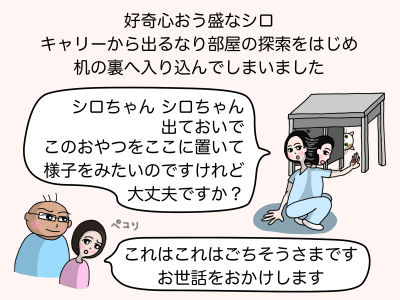 好奇心旺盛なシロ キャリーから出るなり部屋の探索をはじめ机の裏へ入り込んでしまいました 「シロちゃん、シロちゃん、出ておいで このおやつをここに置いて様子を見たいのですけれど大丈夫ですか?」「これはこれはごちそうさまです お世話をおかけします」
