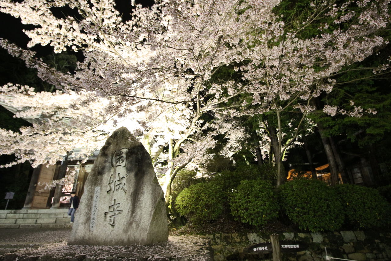 4月7日 大津琵琶湖疏水 三井寺ライトアップ 見頃に 千葉 京都観光 見て遊べるスポットを写真で紹介