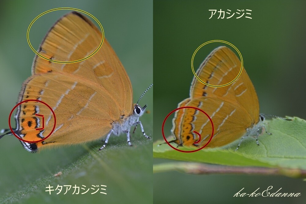 カシワアカシジミ（キタアカシジミ）北海道 : カーコとダンナの