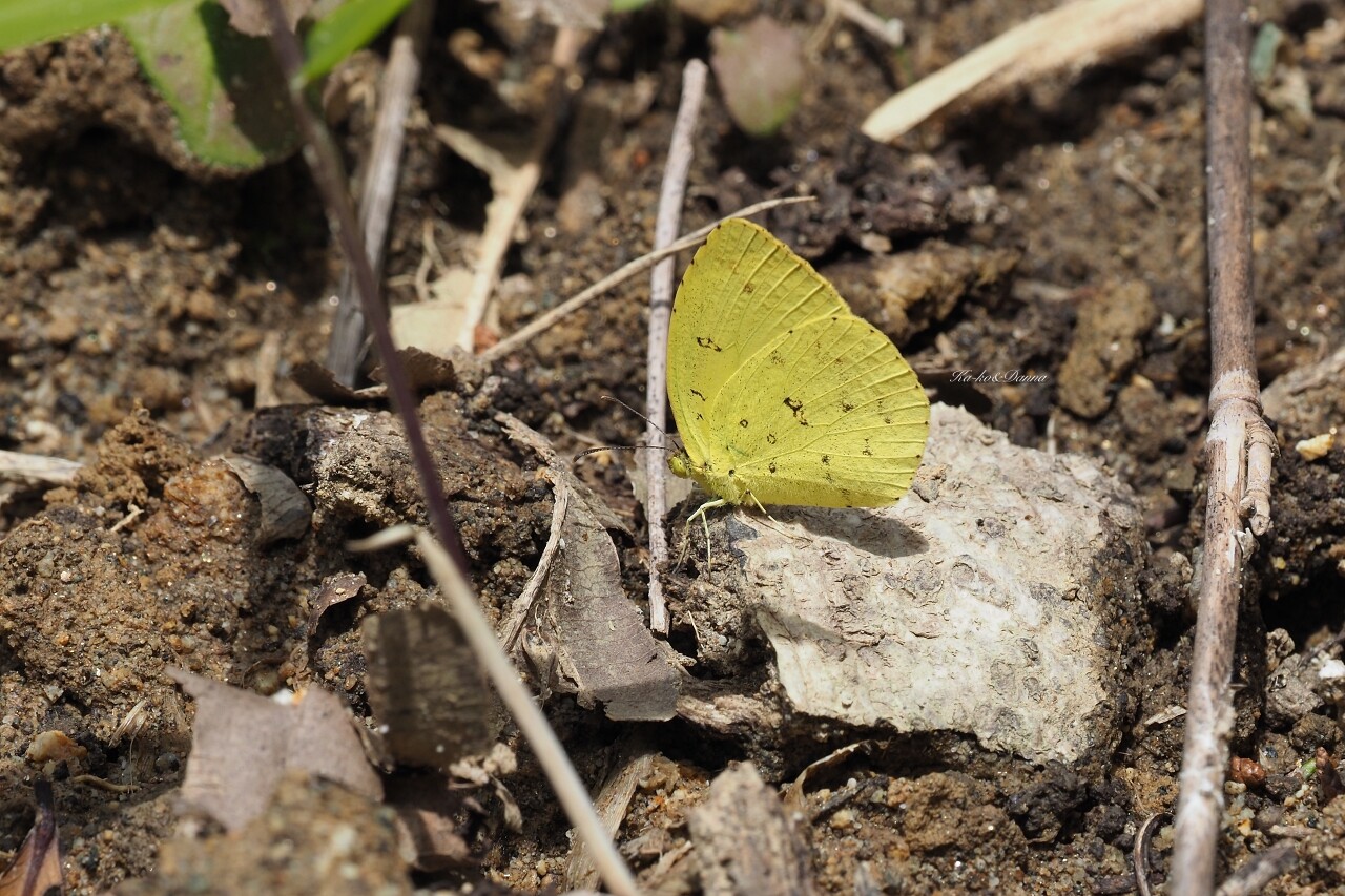 キタキチョウ 大阪府 カーコとダンナのお出かけ写真