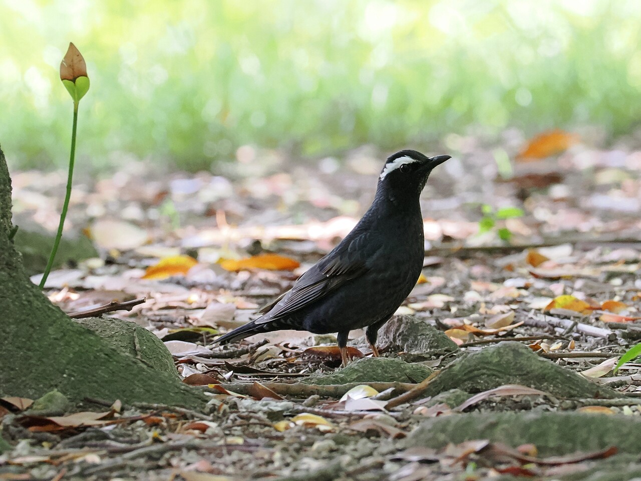 公園にやって来たマミジロ！ : カーコとダンナのお出かけ写真