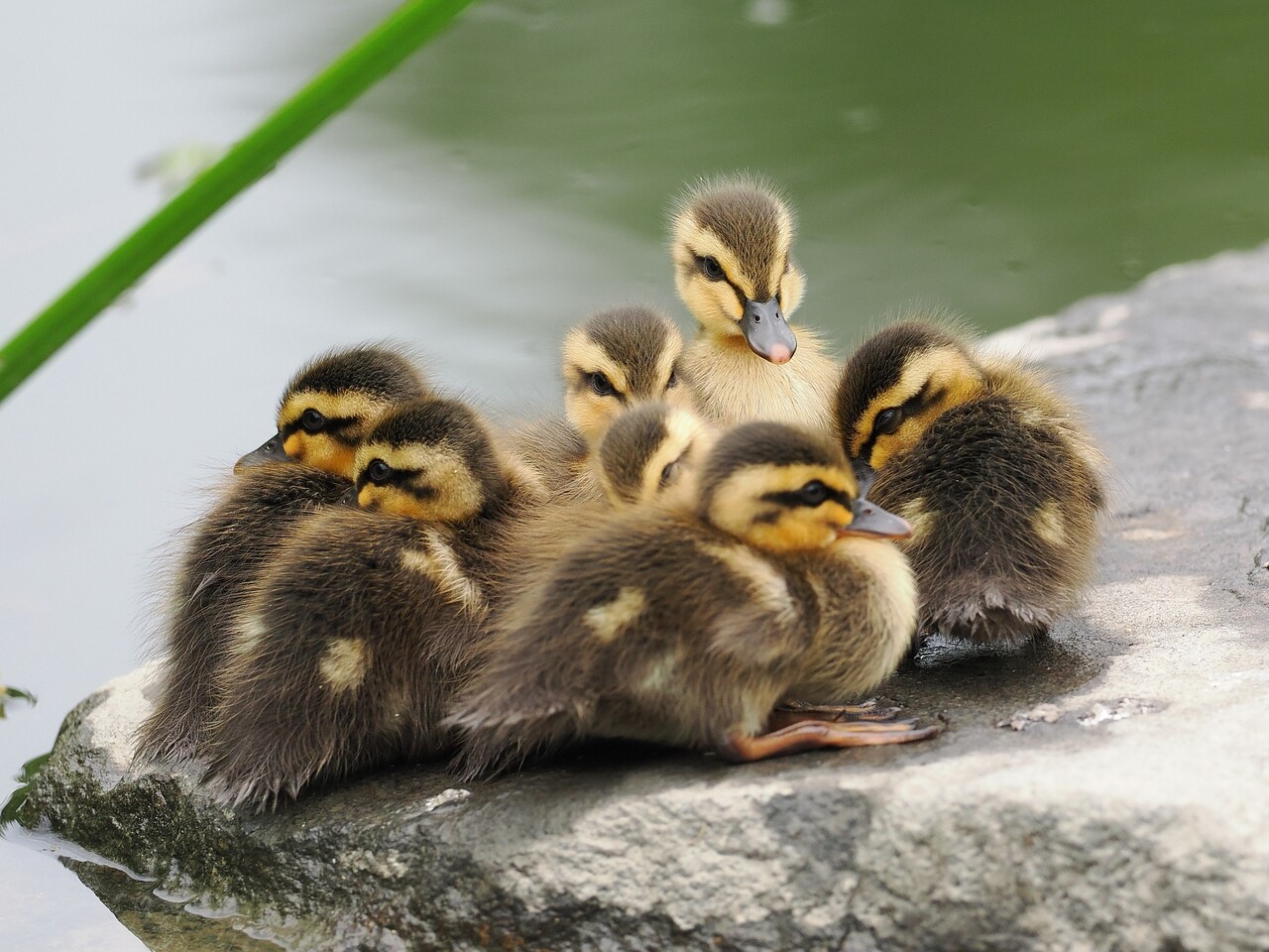 スイレンの花にカルガモ雛😍今度は7チャイルド : カーコとダンナの