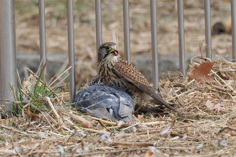 【閲覧注意】チョウゲンボウが鳩を捕食 : カーコとダンナのお出かけ写真