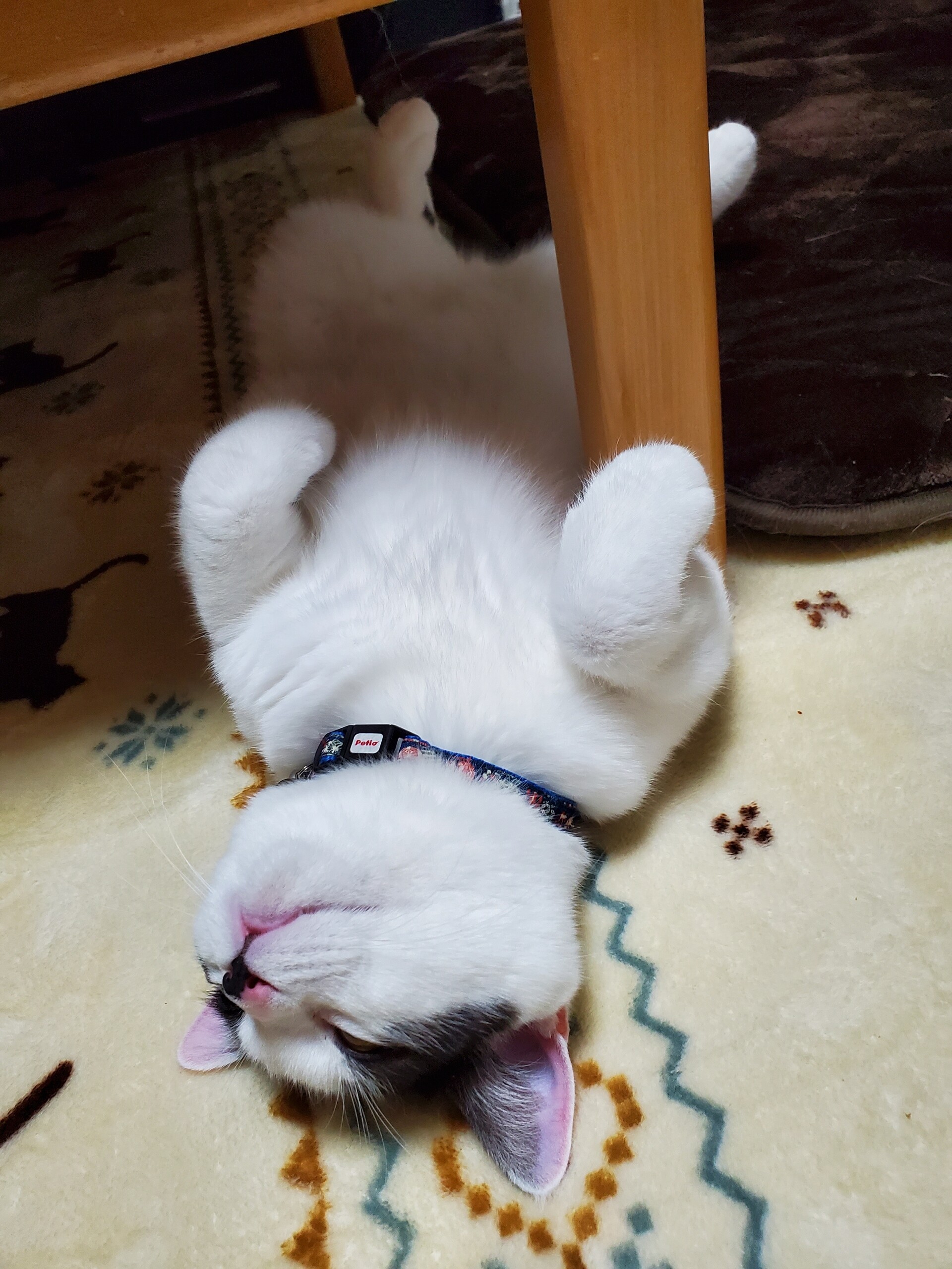 な こ の ずっとずっとcode Vに はまり中 疲れたからおやすみにゃ な こ の ずっとずっとcode Vに はまり中 疲れたからおやすみにゃ