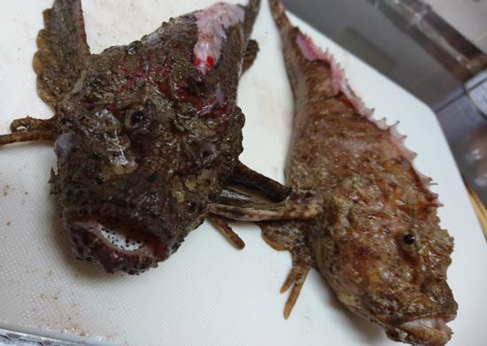オコゼのお魚定食 かくれんぼ です