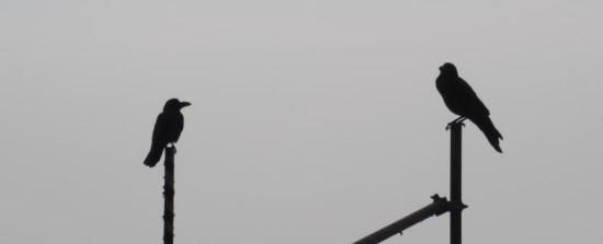 IMG_0987