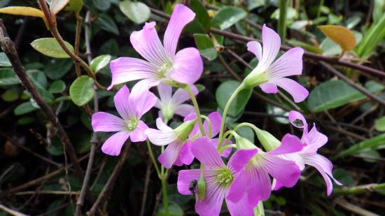 IMGP2621