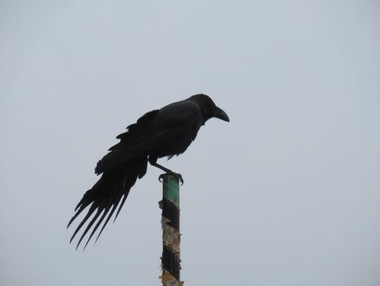 ヤタガラス（八咫烏）？ : かくれんぼ です