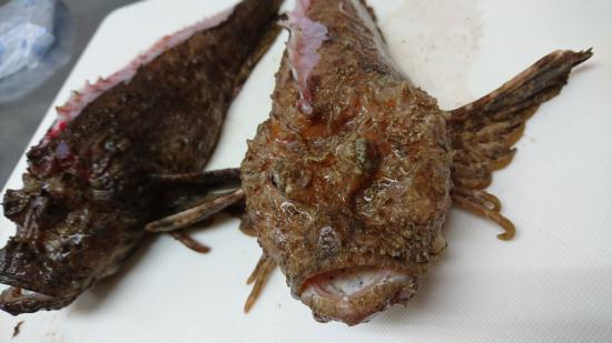 オコゼのお魚定食 かくれんぼ です