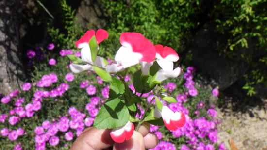 RIMG0243