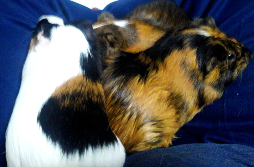 モルモットの多頭飼い 金物屋さんって何