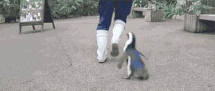 ベジータさん ペンギンに追いかけられるwwwww マンガまとめちゃんねる ベジータさん ペンギンに追いかけられるwwwww マンガまとめちゃんねる