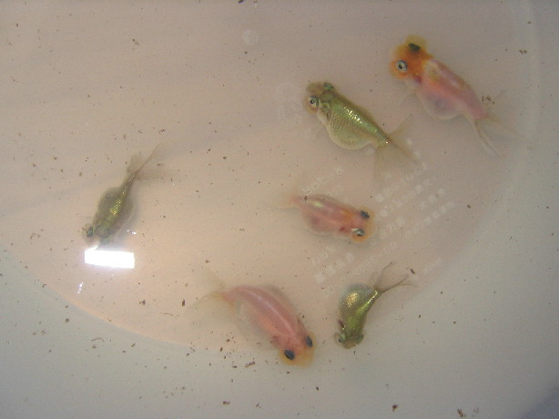 水泡眼巨大化計画 水泡眼のきままな日々