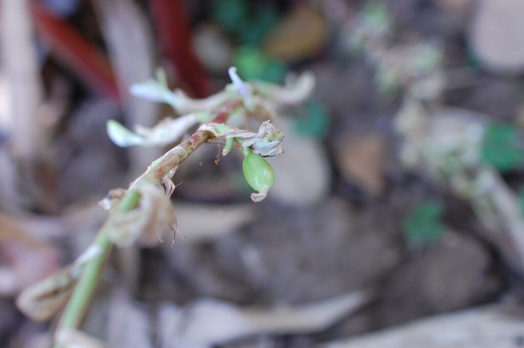 ３歳児双子を連れてインドに行きました 赤城南麓移住日記