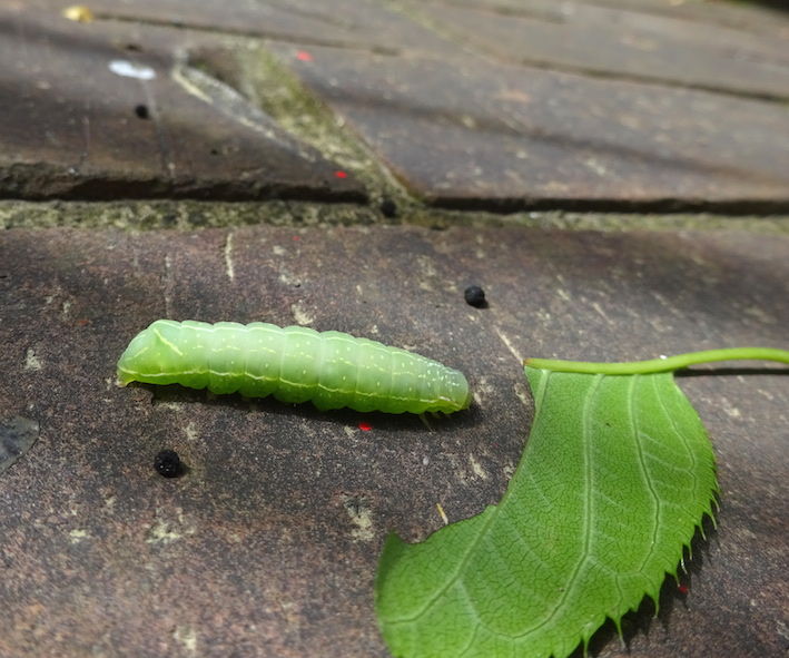 落ちてきた虫 近所で宝探し むし観察 落ちてきた虫 近所で宝探し むし観察