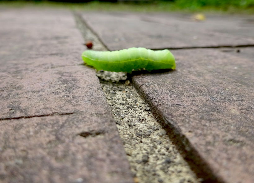 落ちてきた虫 近所で宝探し むし観察