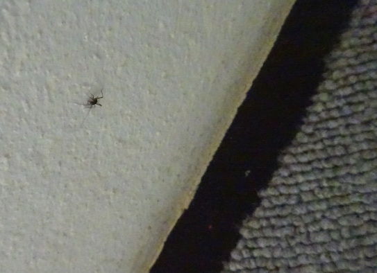 家の虫 近所で宝探し むし観察 家の虫 近所で宝探し むし観察
